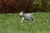 BOULEDOGUE AMERICAIN 384